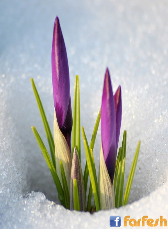 ���� �������