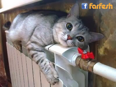 ������ �����