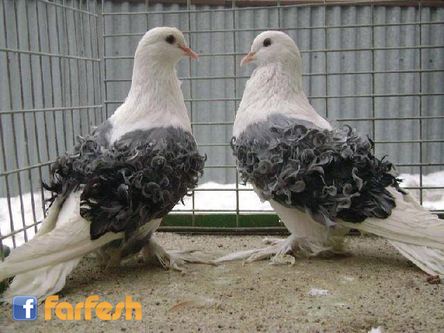 ����� �� ������ ���� �� ������ 