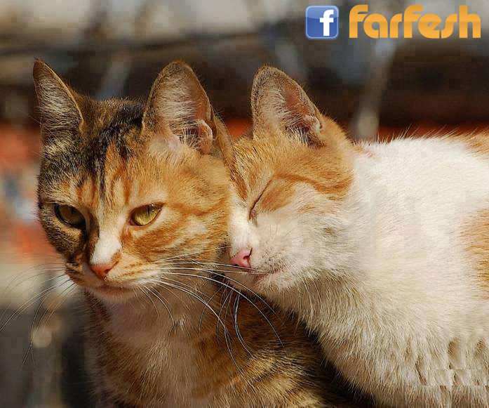 ���� ��� ��� ����