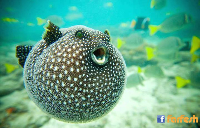 ������ ��������