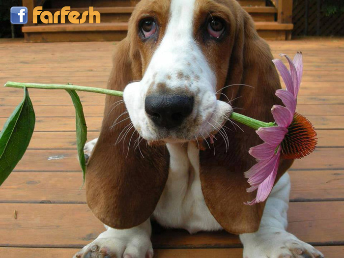 ���� ����� :-)