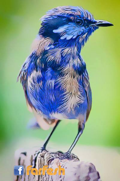 ����� ���� ������