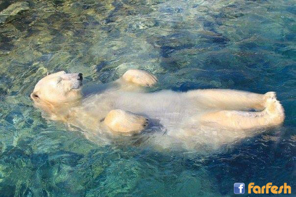 ���� �������