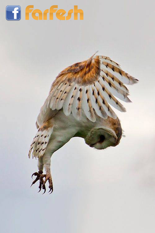 ��� ������ ����� ����� ������� ����� �����