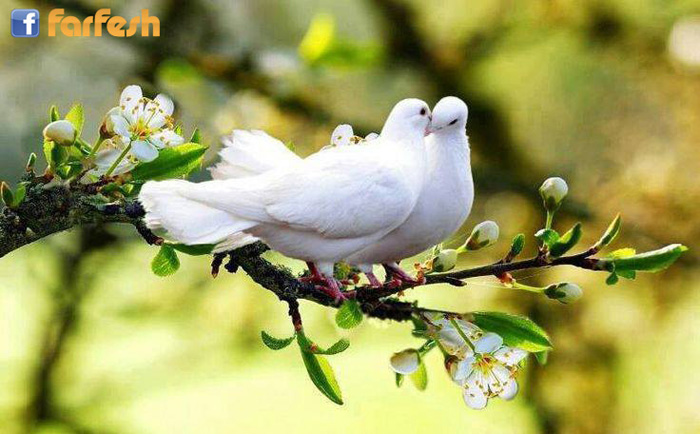 ���� ��� ���� �������