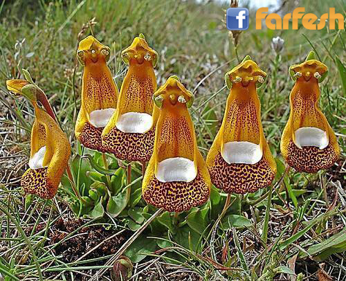 �� ���� �����ѡ ����   ������ ������ .. ���� �� ������ ��������� !