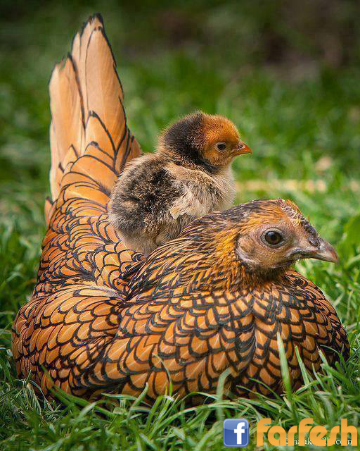 ����� ������ ���� ����!!!