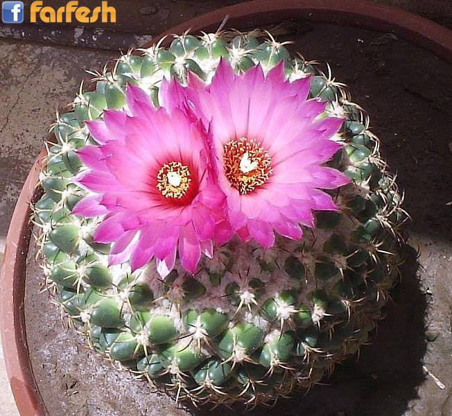 ����� ���� ���� ����� :-)