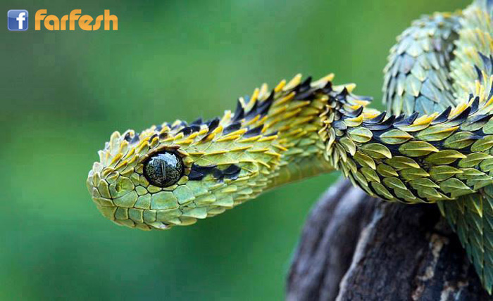 �� ���� ����� ������� ������� ����� ������ ���