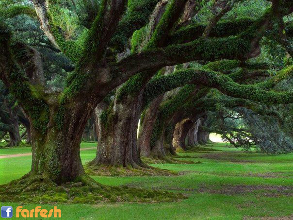 ������� ������� ��� ����ʡ �������.