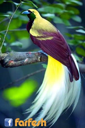 ���� �������