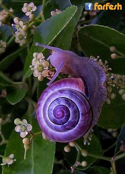 ������� ���������... �����