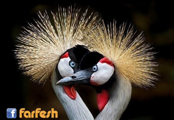 ����� ����