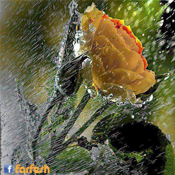 �� ��������