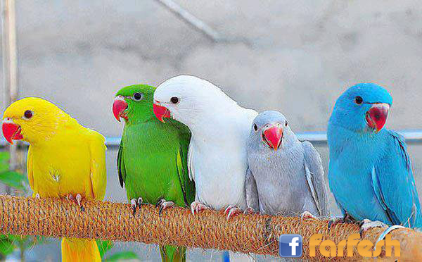 ��� ����