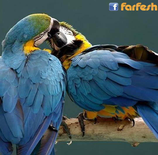 �� ��� ������!