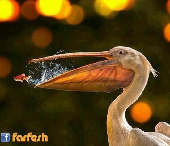 ����� ����� �� ������