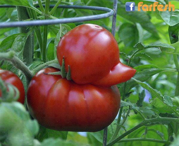 ��� ����� ���� �����