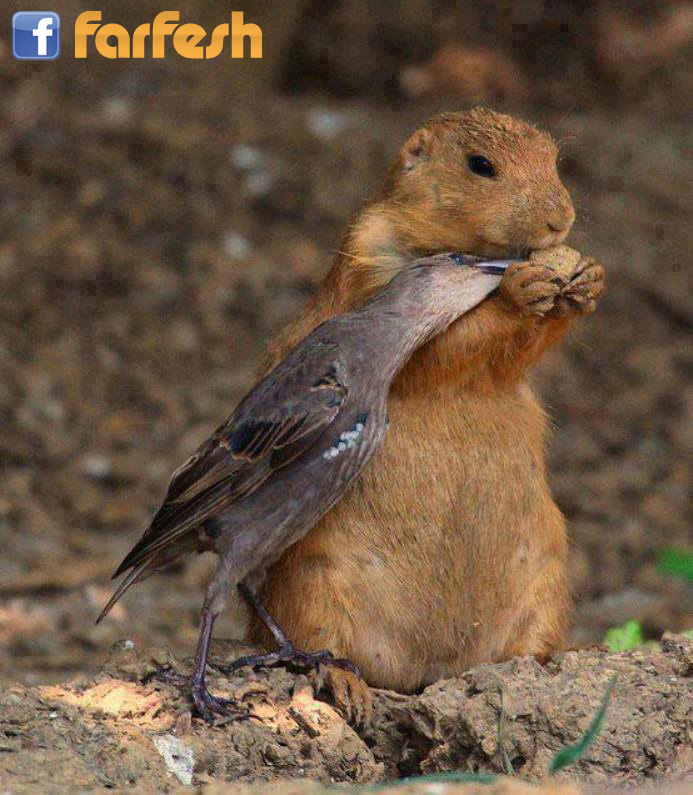 ������ ��� ��������� ������ ������ ���� �����