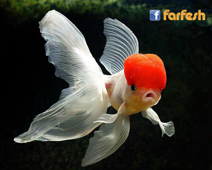 ������ ��� ������ �������