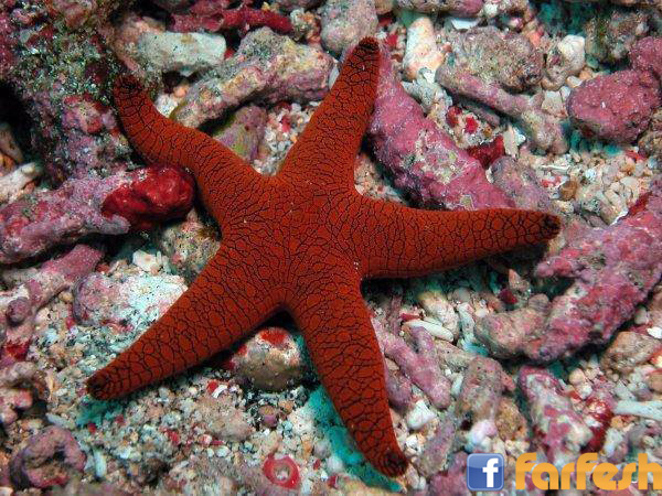 ����� ������ ���� �� ������� ������ ������ ������