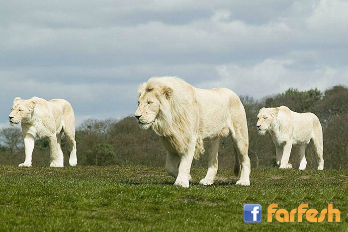 ������ ����� �� ������ �������