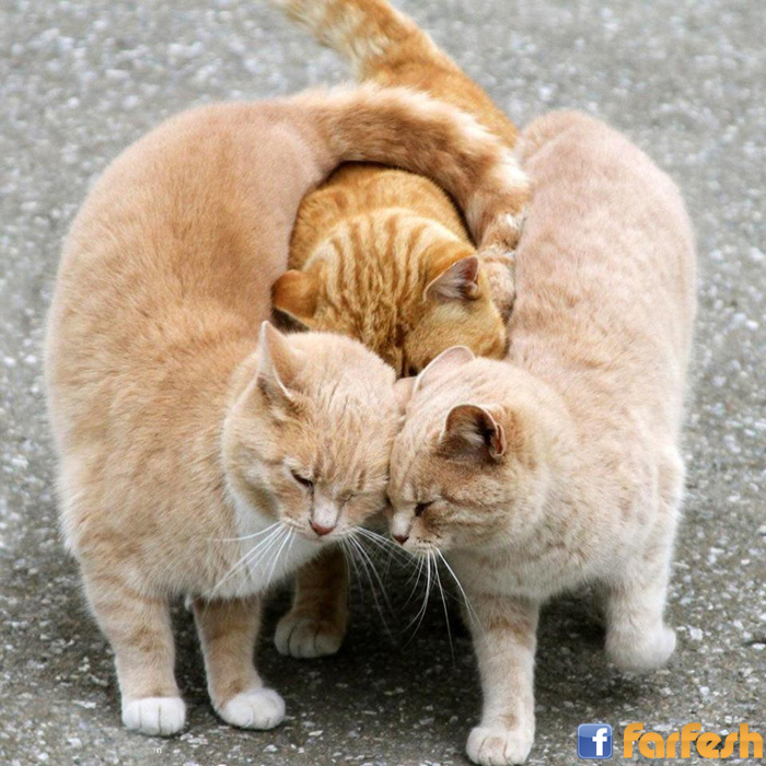 ����� ���