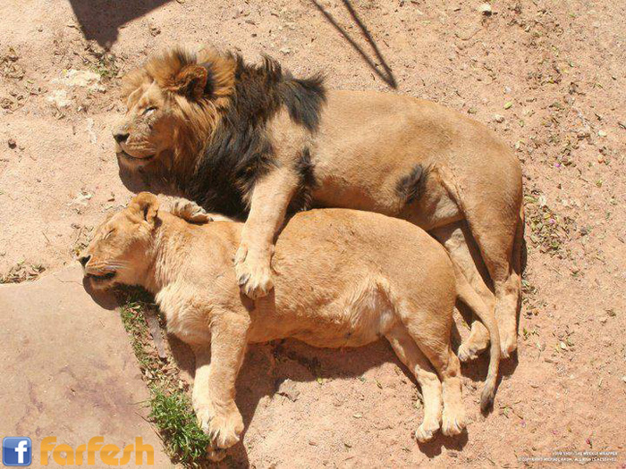 ����� ���� ��� ������ ����� ��� �� ���� ��������� ��������