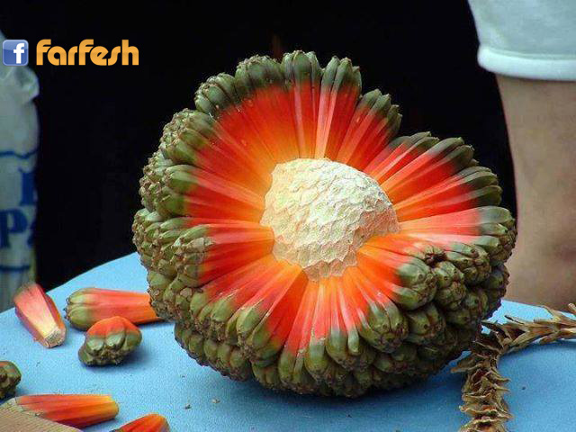 ����� ������ �� ��� �������