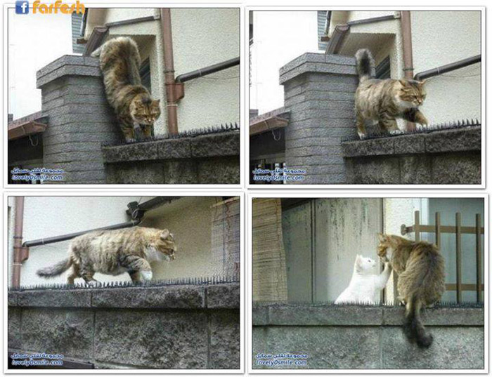 ���� ������� ����� �����