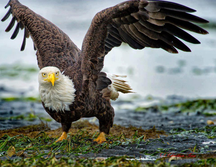 ������ �������