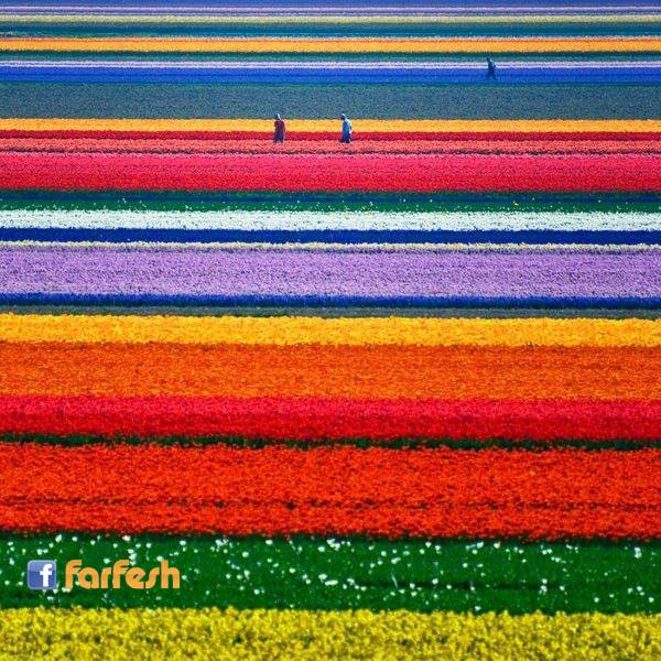 ���� ���� ������� ( ��������) �������