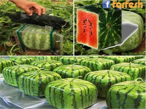 ������� ������ - ���� ���� ��� ���������� ��� �������� ��� ������ �� �������