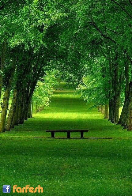 ����� ������� �������