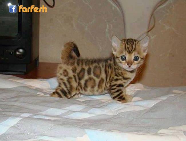 �� ���� �� ����� ������ ��������.