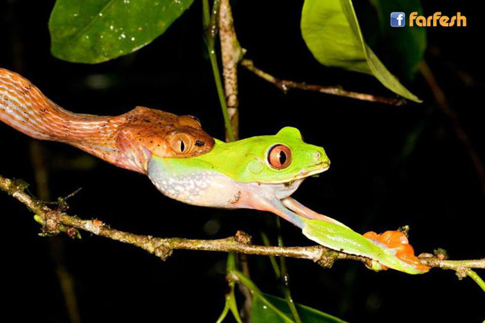 ���� ������ ������ ������� ������ ����