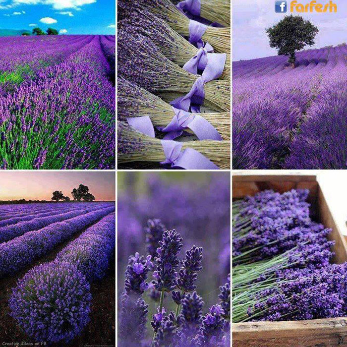 ���� �������� ��������