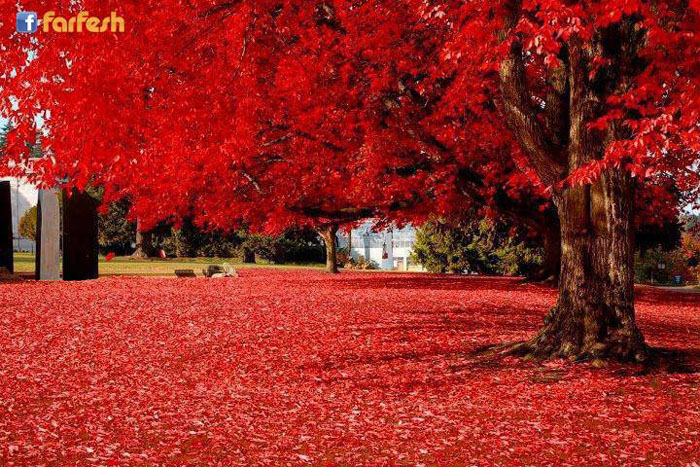 ����� �������ǡ ������