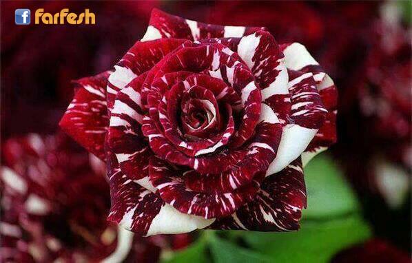 ���� ���� �����