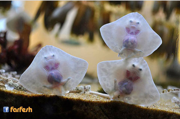 ���� ��� ����� ��� ����� ��� ����