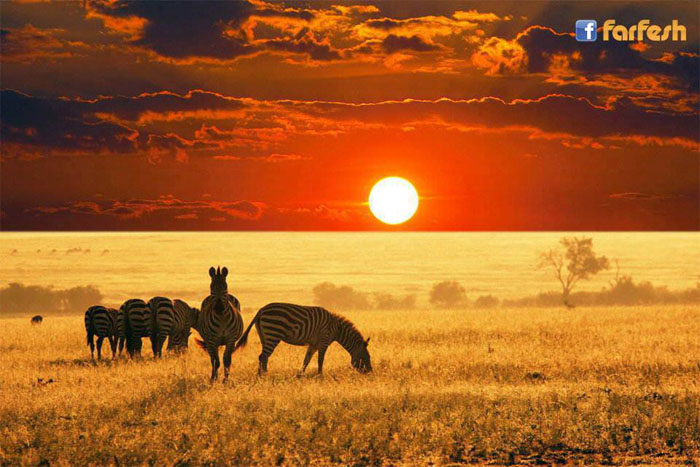 ���� ��� ����� ��� ����� ������ ������ .