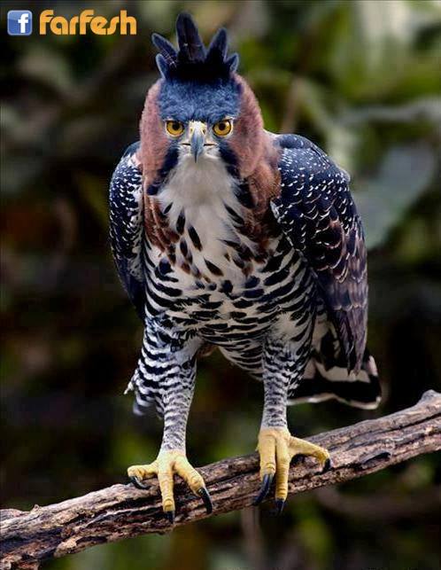 ����� ������ �������  ����� �������� �����