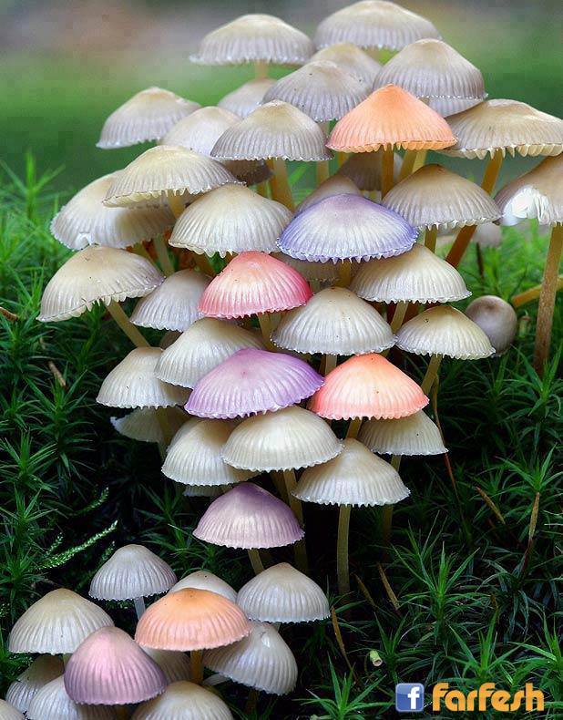 ���� ����� ���� ������ ������