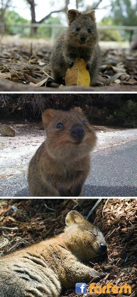 ��� ������� ������ ���� quokka � ����� � ��� ���� ����� �� ������ � ����� ����