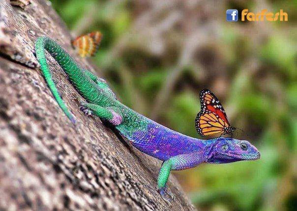 ����� ����� ������ ������ �������� �� ����� �������