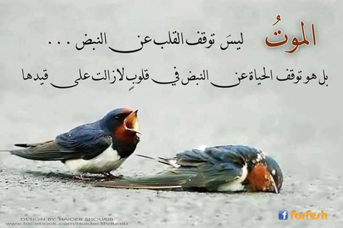 ���� �������