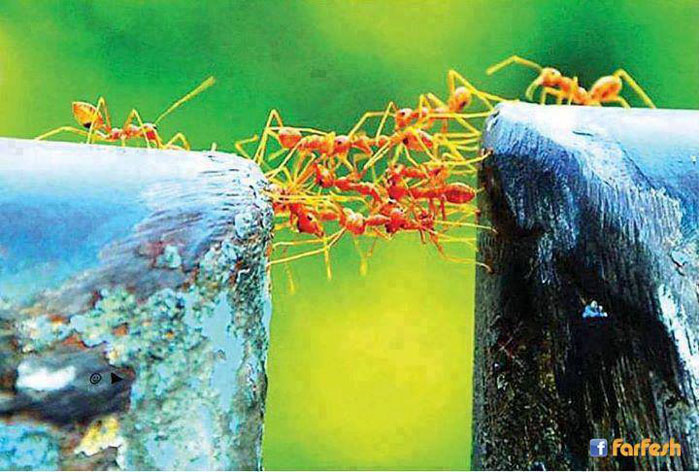 ����� �� ����� ����� ���� ����ɡ �� ������ ���� �������