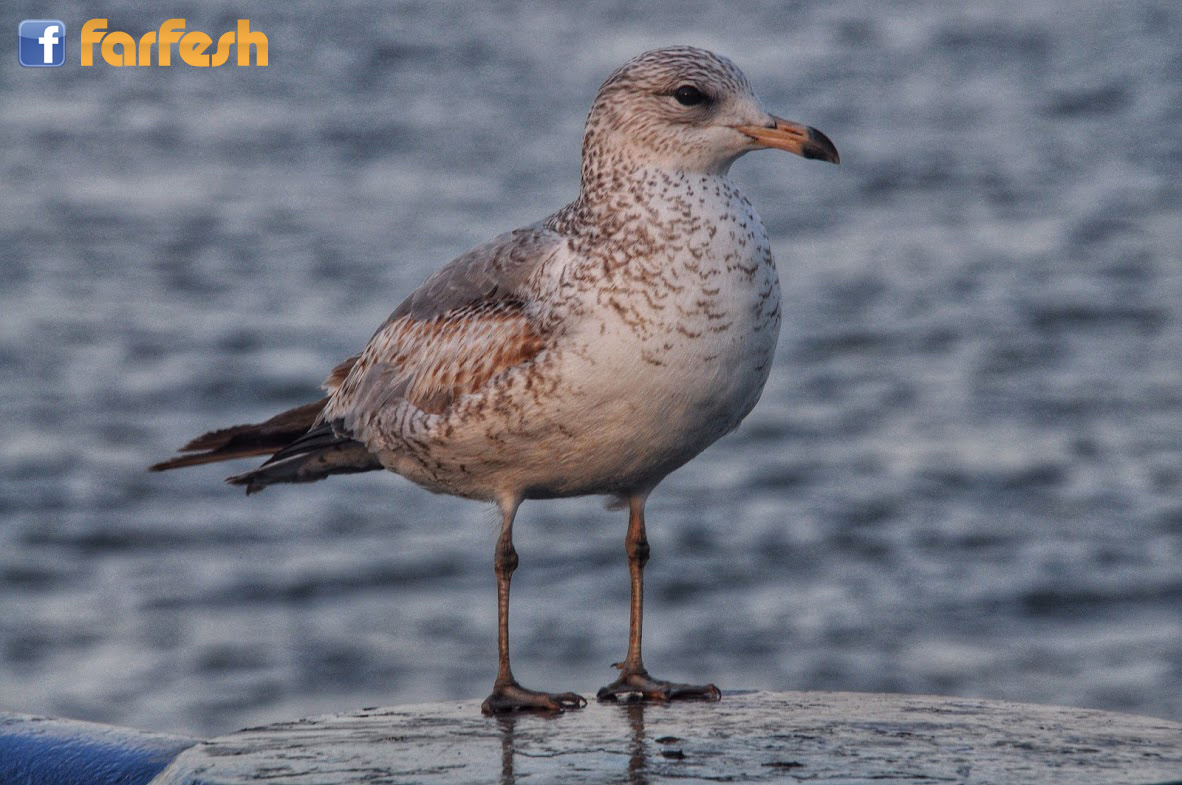 �� ���� ������