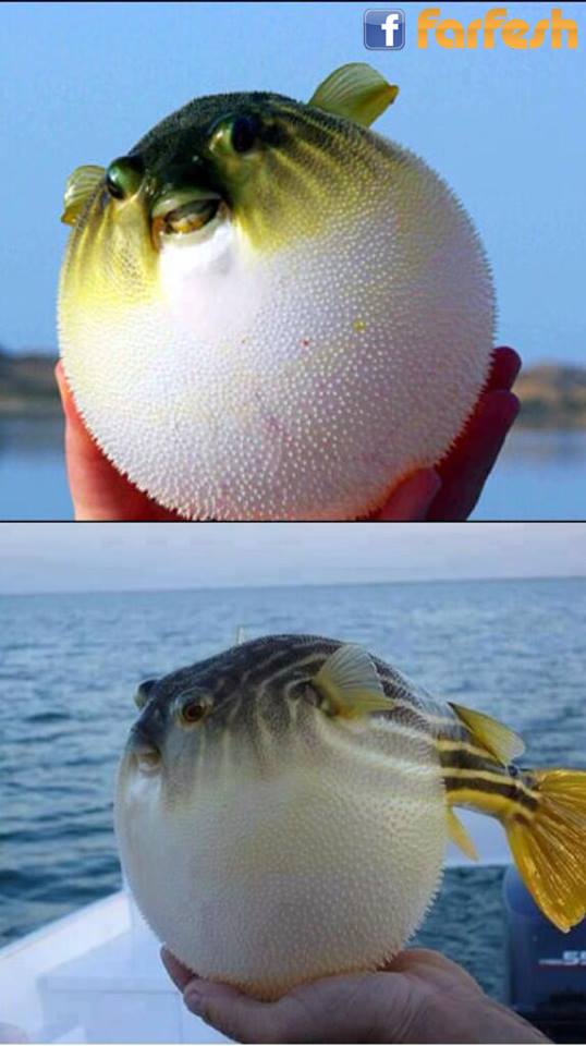 ���� Puffer fish ���� ���� ����� ��� ������� ������ 